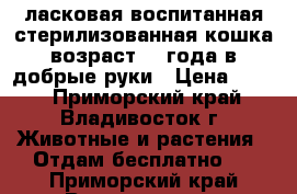 ласковая воспитанная стерилизованная кошка возраст1,5 года в добрые руки › Цена ­ 100 - Приморский край, Владивосток г. Животные и растения » Отдам бесплатно   . Приморский край,Владивосток г.